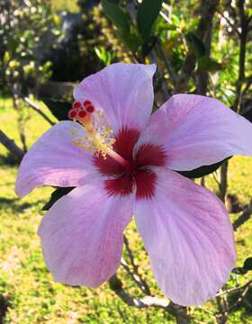 Image of rosemallow