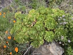 Image of Aeonium arboreum subsp. holochrysum (H. Y. Liu) Bañares