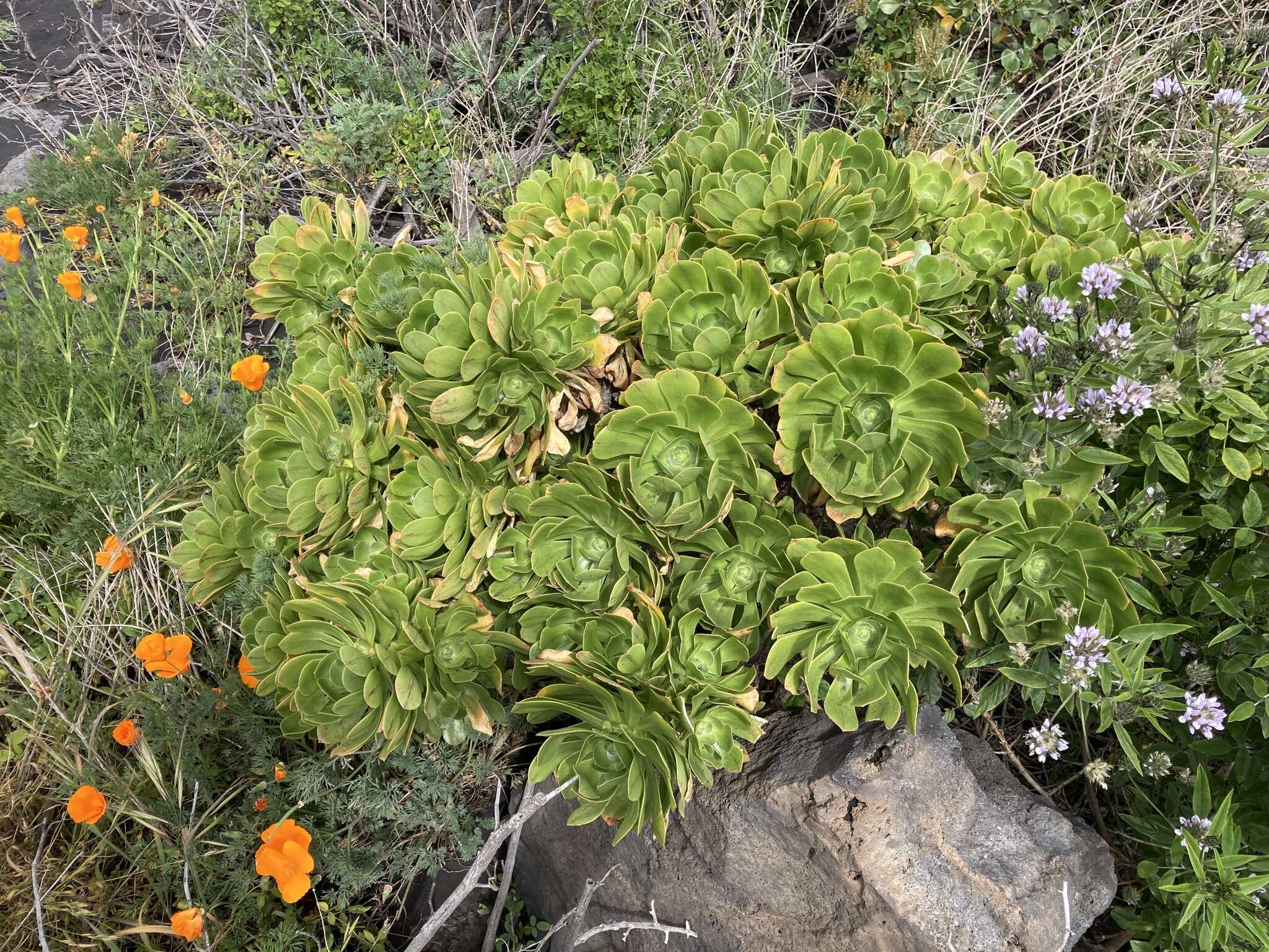 Image of Aeonium arboreum subsp. holochrysum (H. Y. Liu) Bañares