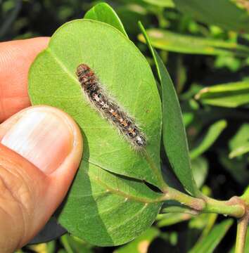 Image de Rhoicissus digitata (L. fil.) Gilg & Brandt