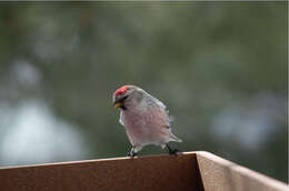 Image of Arctic Redpoll