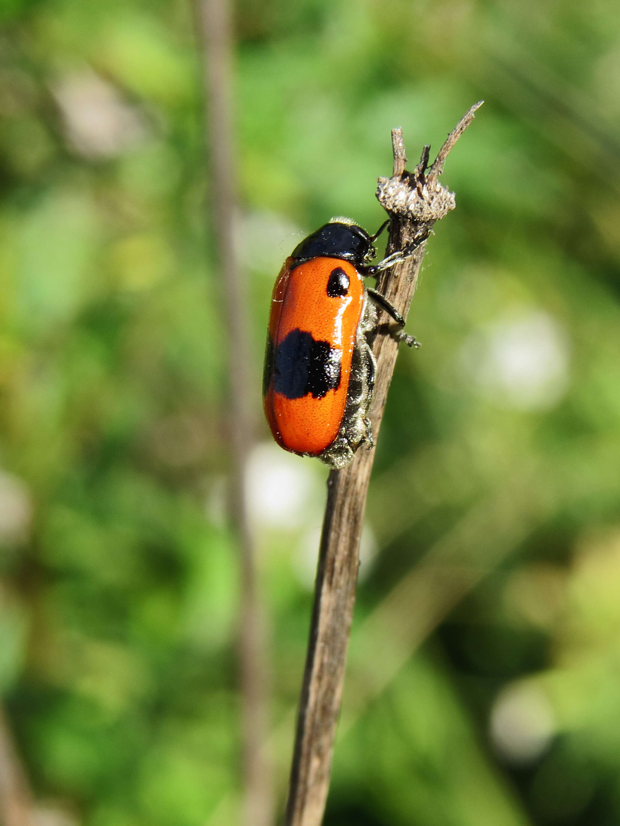 Image of Clytra laeviuscula