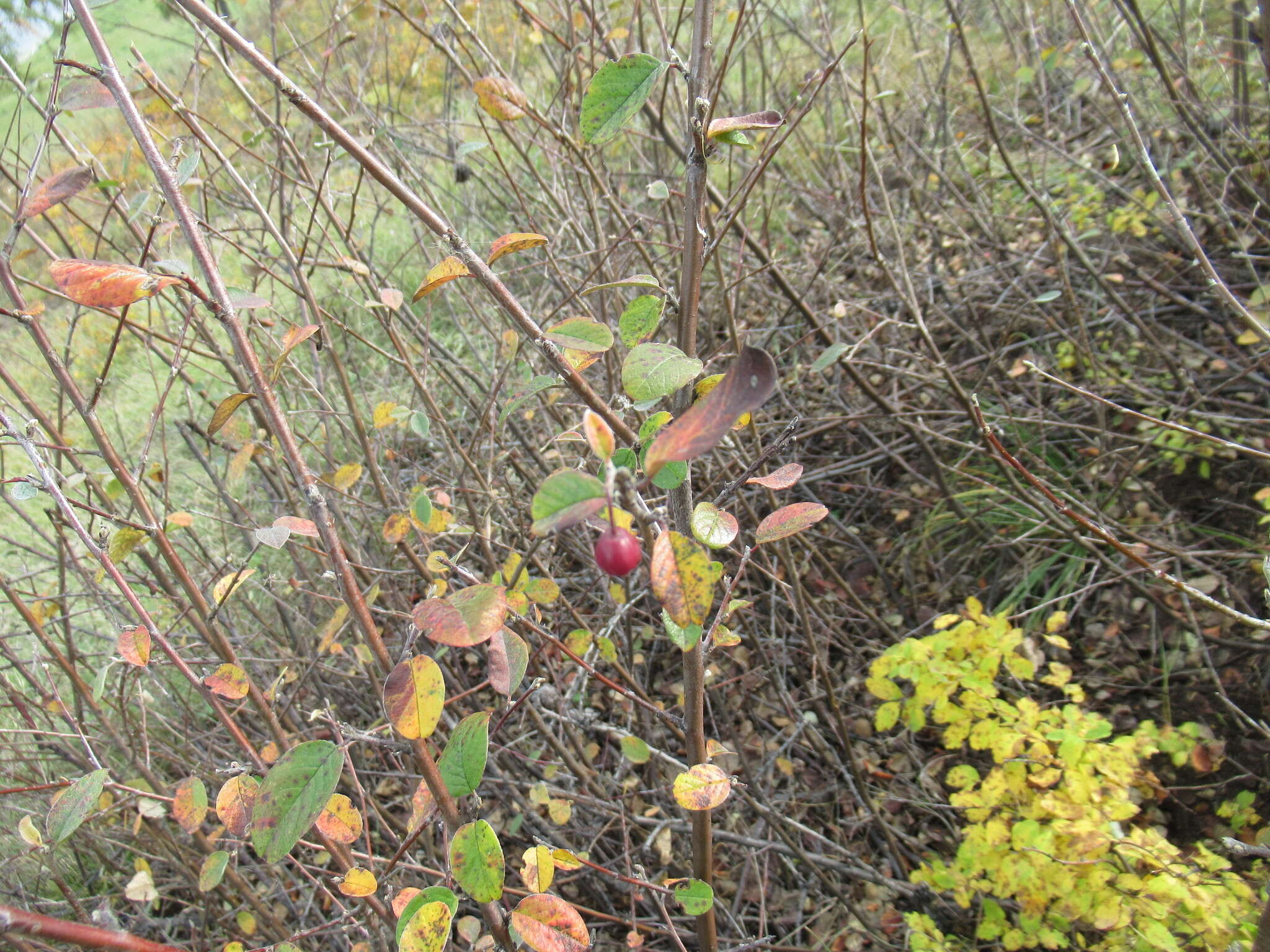 Image of Cotoneaster uniflorus Bunge