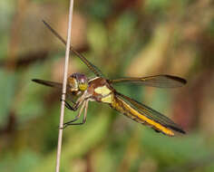 Image de Libellula flavida Rambur 1842