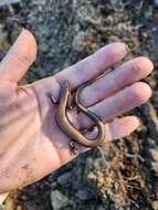 Image of Coal Skink