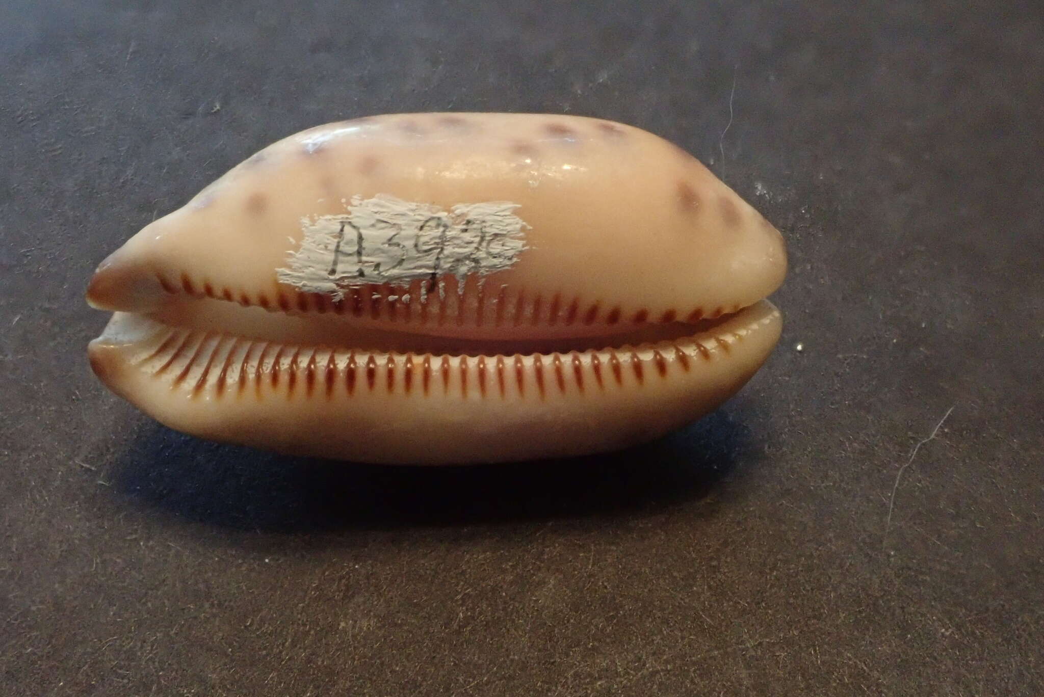 Image of jester cowrie