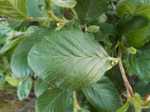 Image of island mountain mahogany