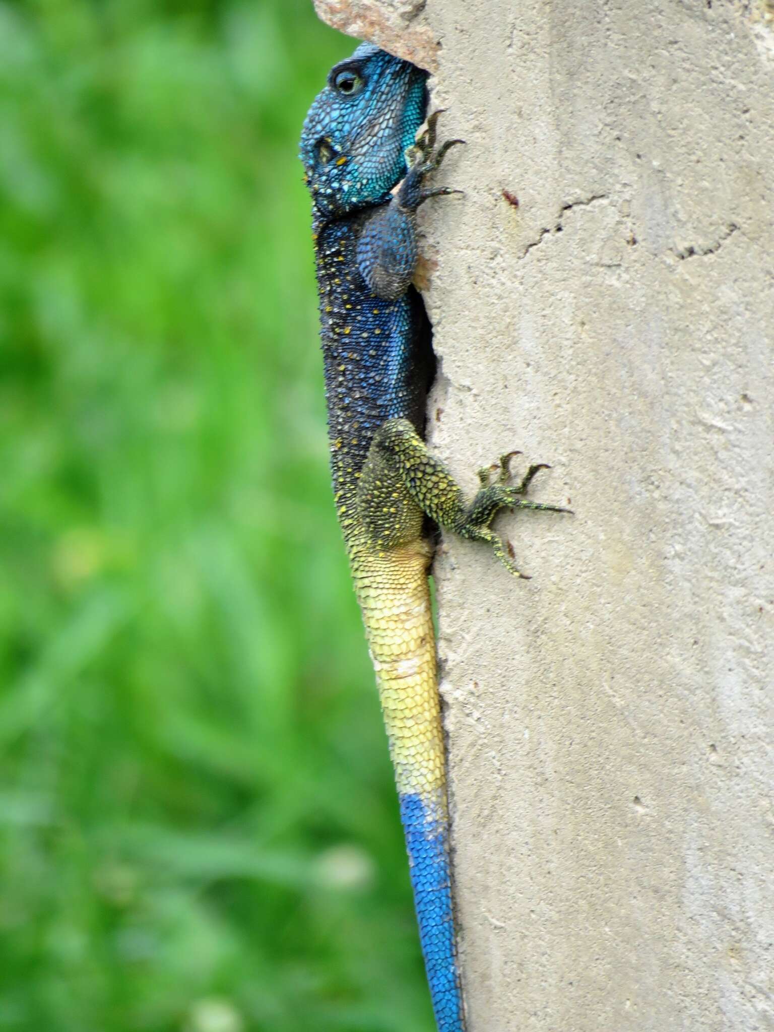 Acanthocercus ugandaensis (Klausewitz 1957) resmi