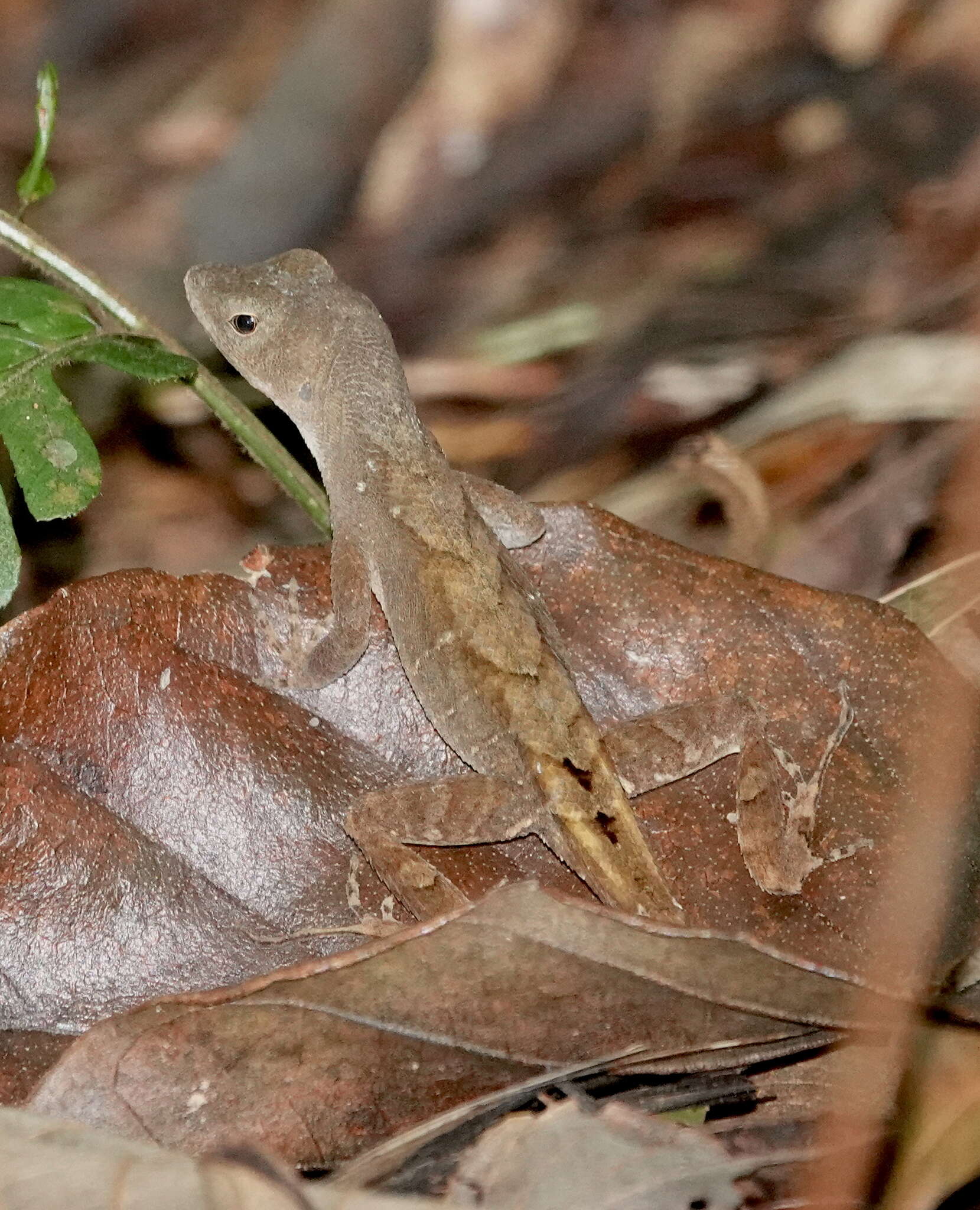 Sivun Anolis wilsoni (Köhler, Townsend & Petersen 2016) kuva