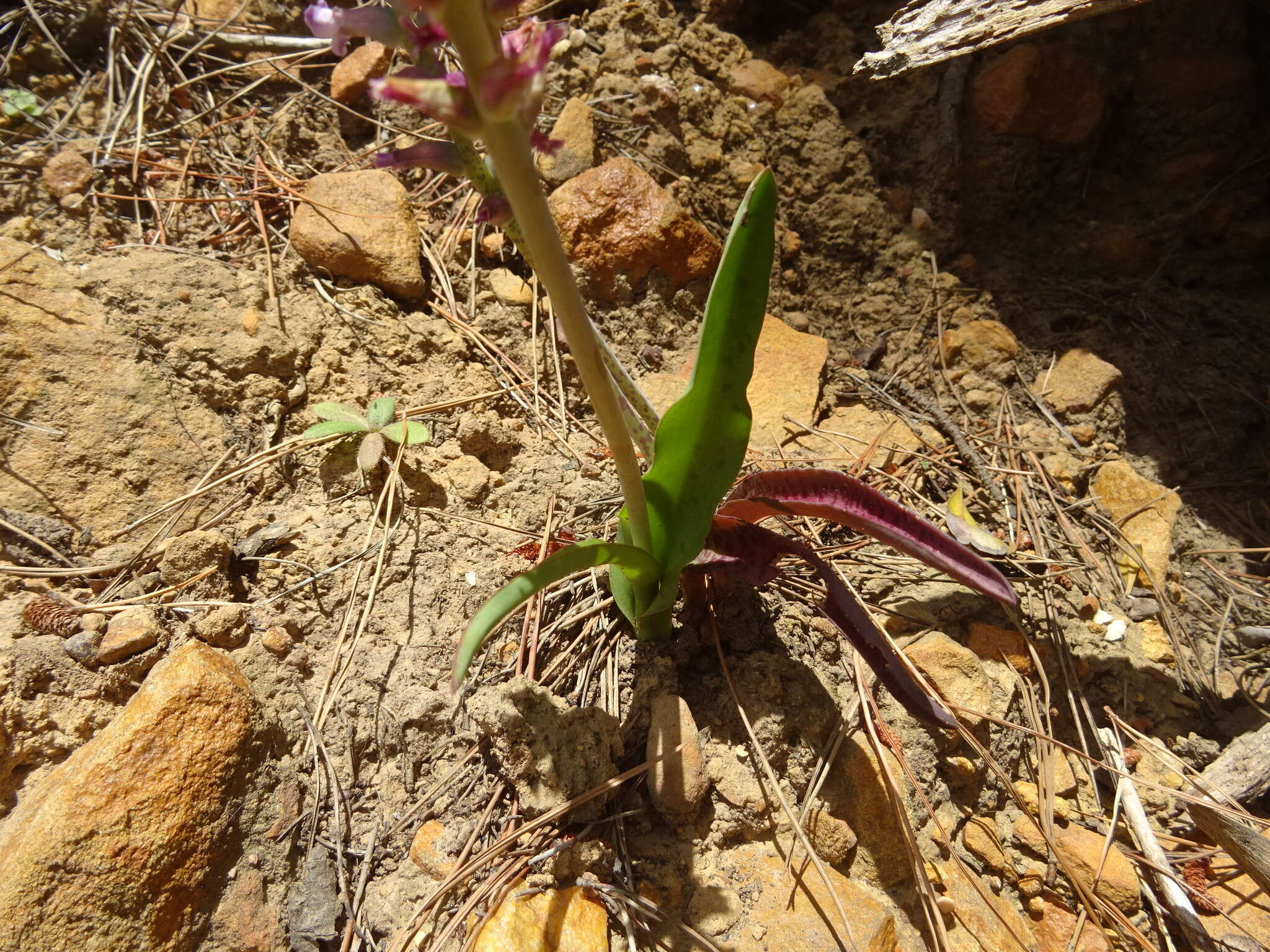 Image of Lachenalia orchioides subsp. parviflora (W. F. Barker) G. D. Duncan