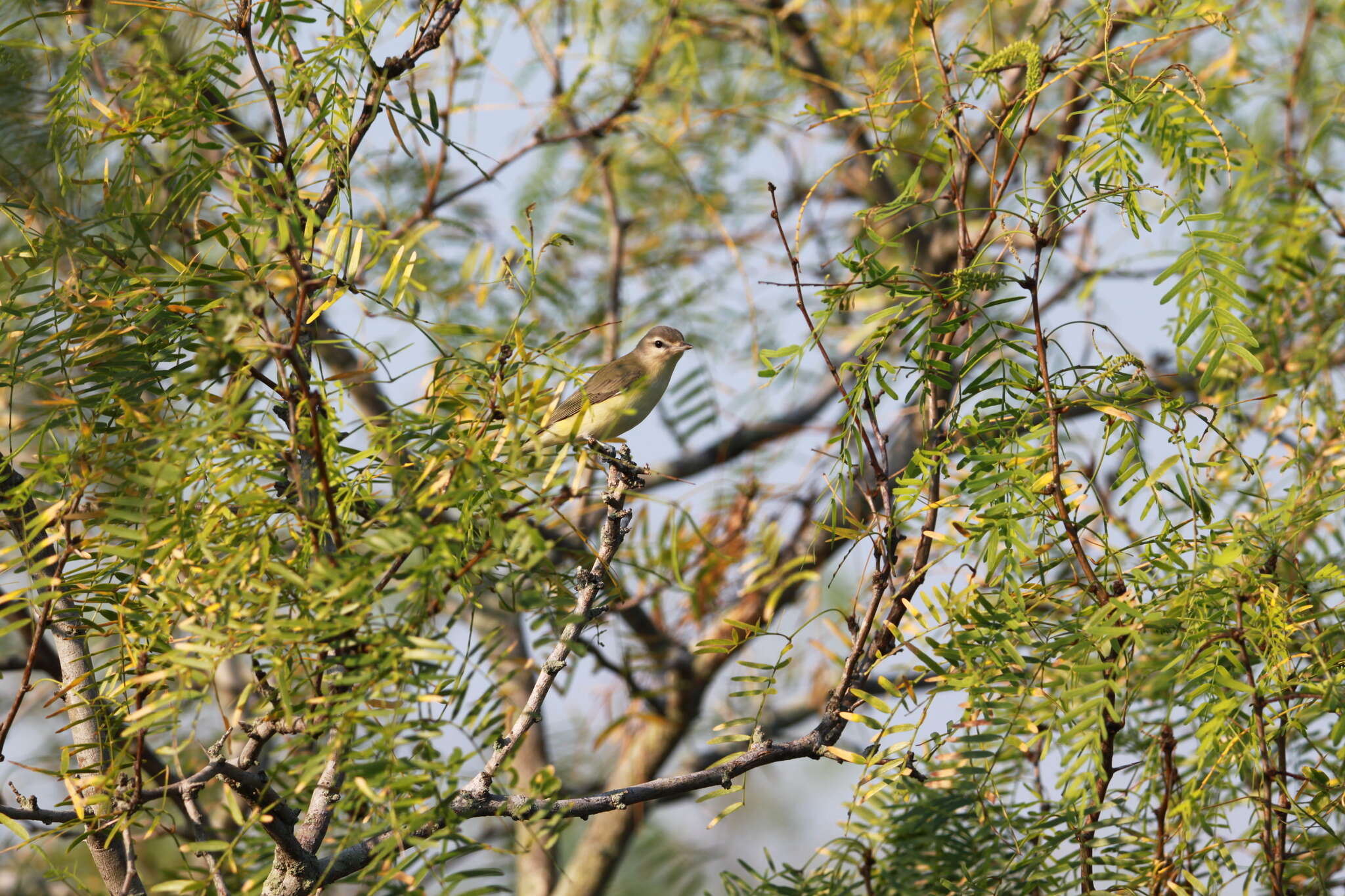 Image of Philadelphia Vireo