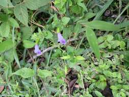 صورة Torenia asiatica L.