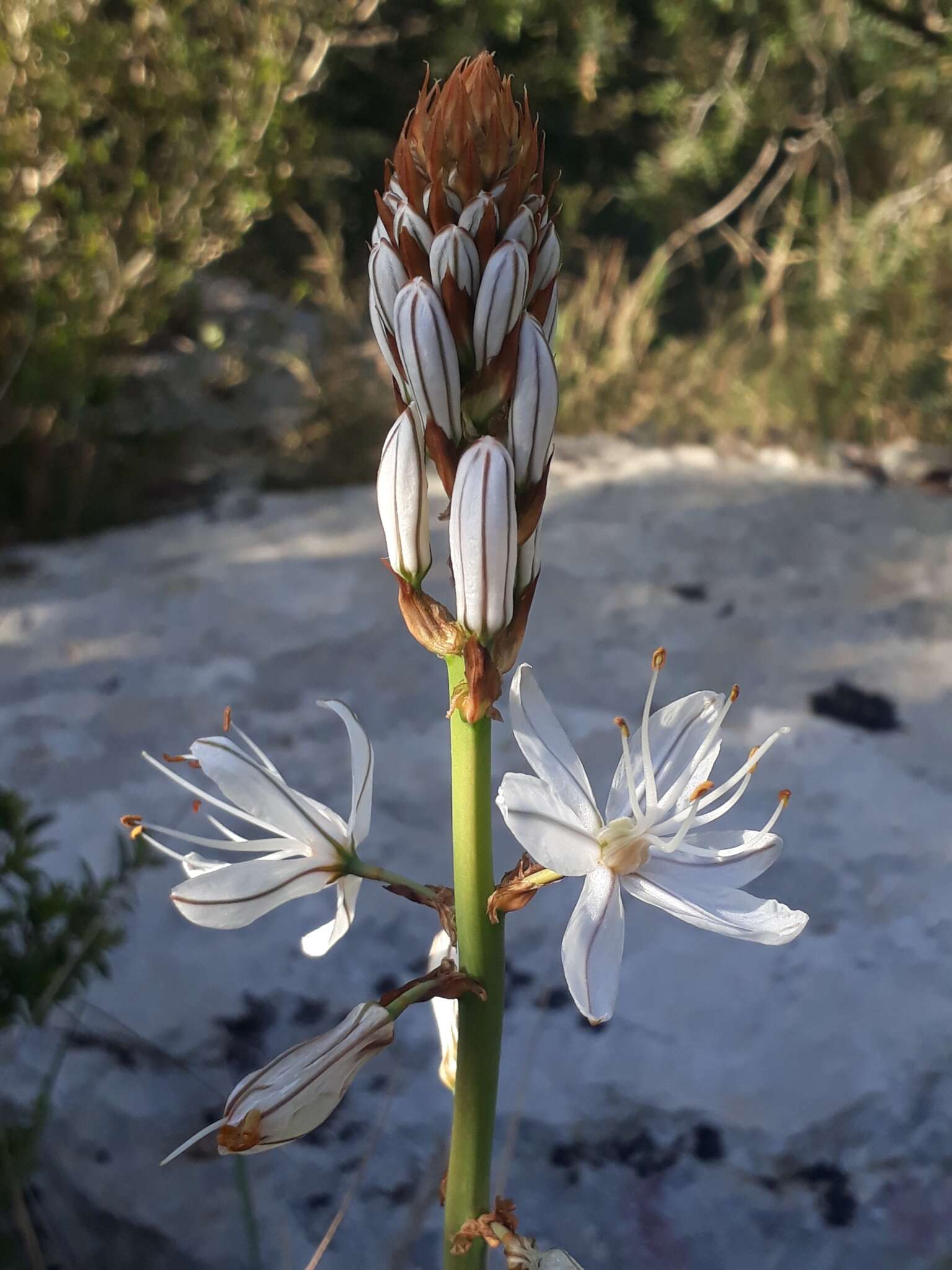 Image of Asphodelus cerasiferus J. Gay