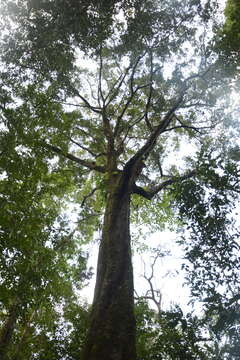 Sivun Diospyros buxifolia (Blume) Hiern kuva