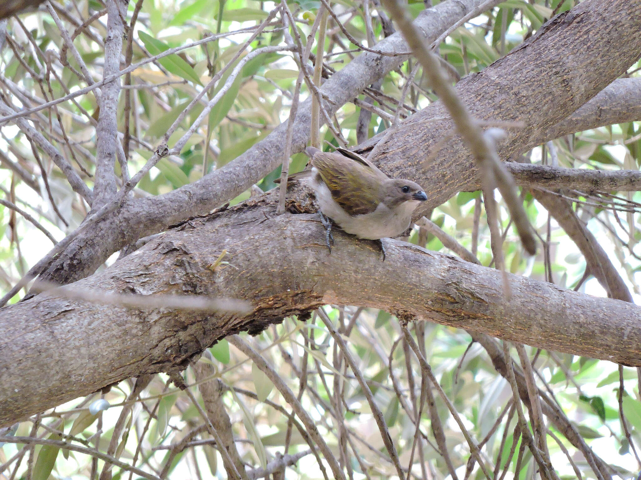 Image of Lesser Honeyguide