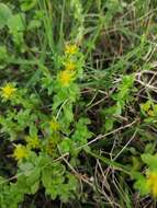 Sedum bulbiferum Makino resmi