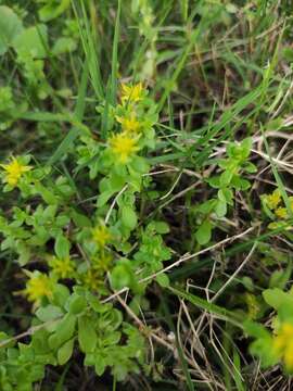 Image of Sedum bulbiferum Makino