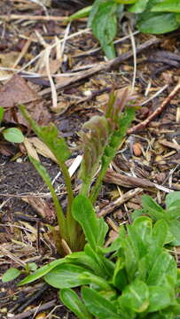 Image de Silphium laciniatum var. laciniatum