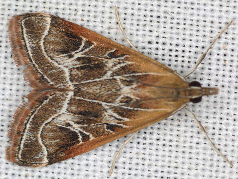 Image of Fulvous-edged Pyrausta Moth