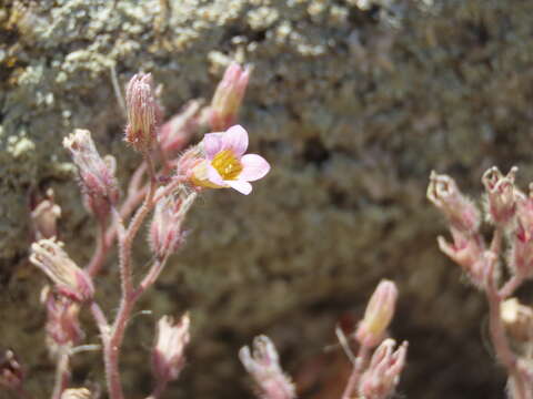 Image of Sedum mucizonia