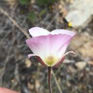 Image of Dunn's mariposa lily