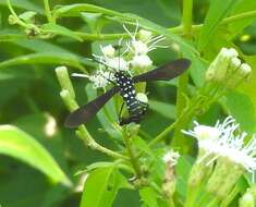 Image of Horama plumipes Drury 1773