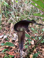 Arisaema taiwanense var. taiwanense的圖片