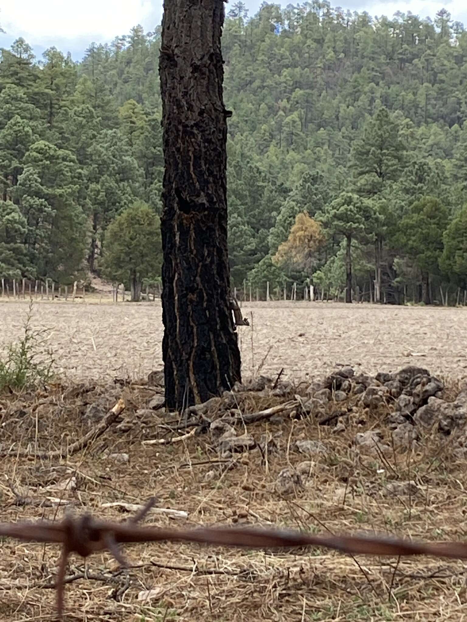 Image of Durango Chipmunk