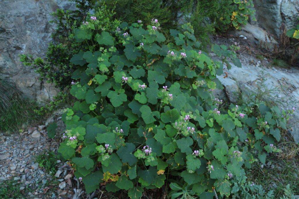 Image of Pelargonium papilionaceum (L.) L'Her. ex Ait.