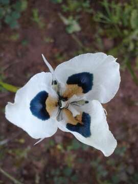 Image of Moraea villosa subsp. villosa