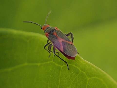 صورة Caenocoris nerii (Germar & E. F. 1847)