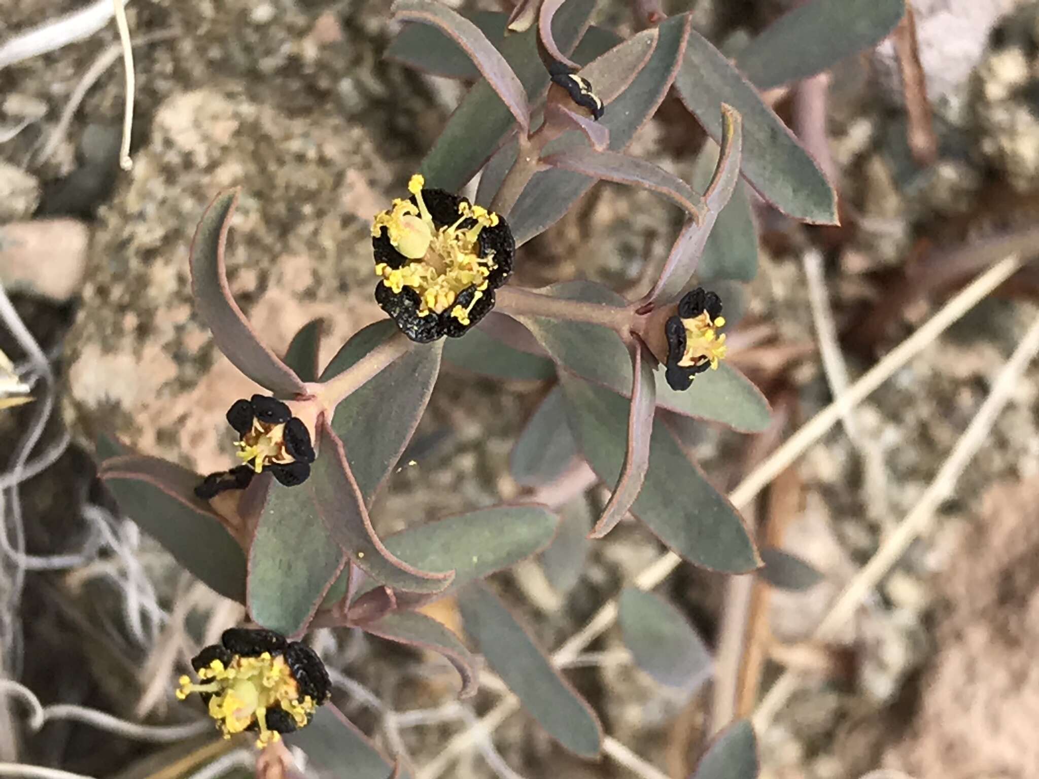 Imagem de Euphorbia tibetica Boiss.