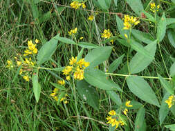 Image of Yellow Loosestrife