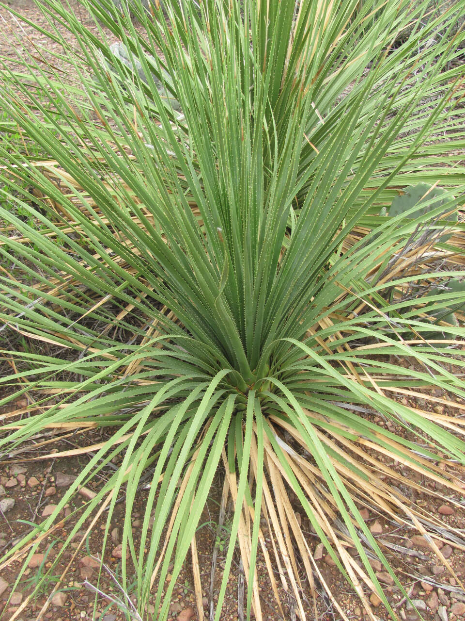 Image of green sotol