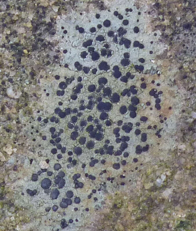 Image of crust porpidia lichen