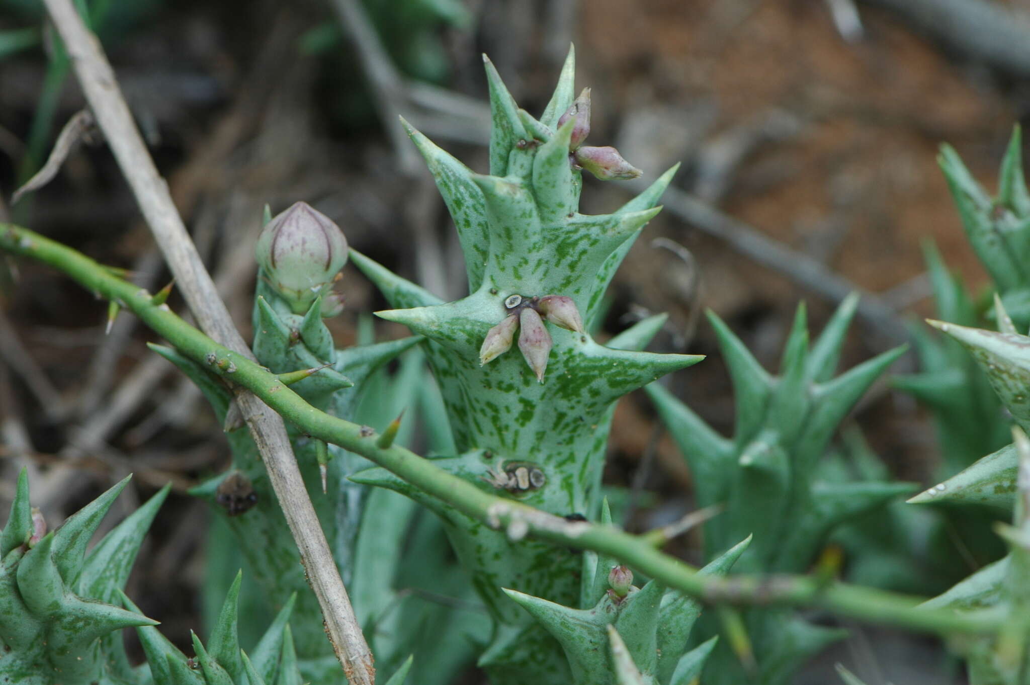 Image of Ceropegia venenosa (Maire) Bruyns