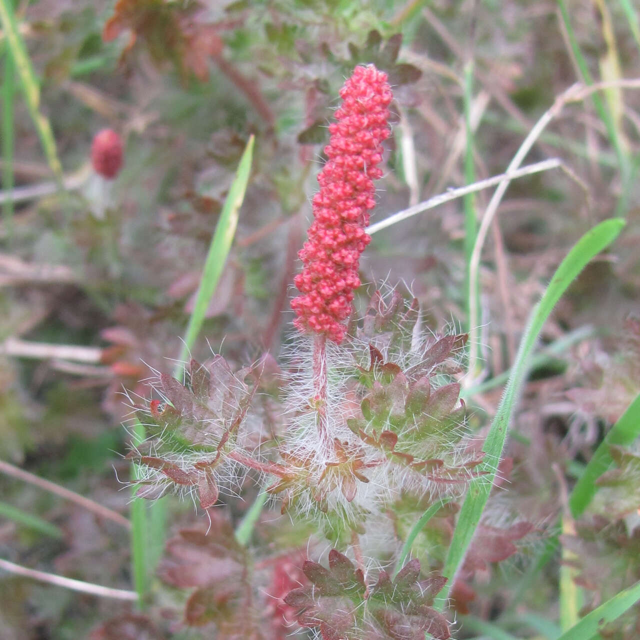 Imagem de Acalypha radians Torr.