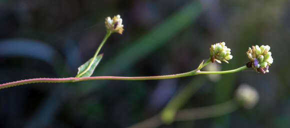 Sivun Persicaria sagittata (L.) H. Gross kuva