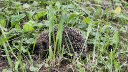 Image of Erinaceus Linnaeus 1758