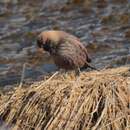 Leucosticte arctoa brunneonucha (Brandt & JF 1842) resmi