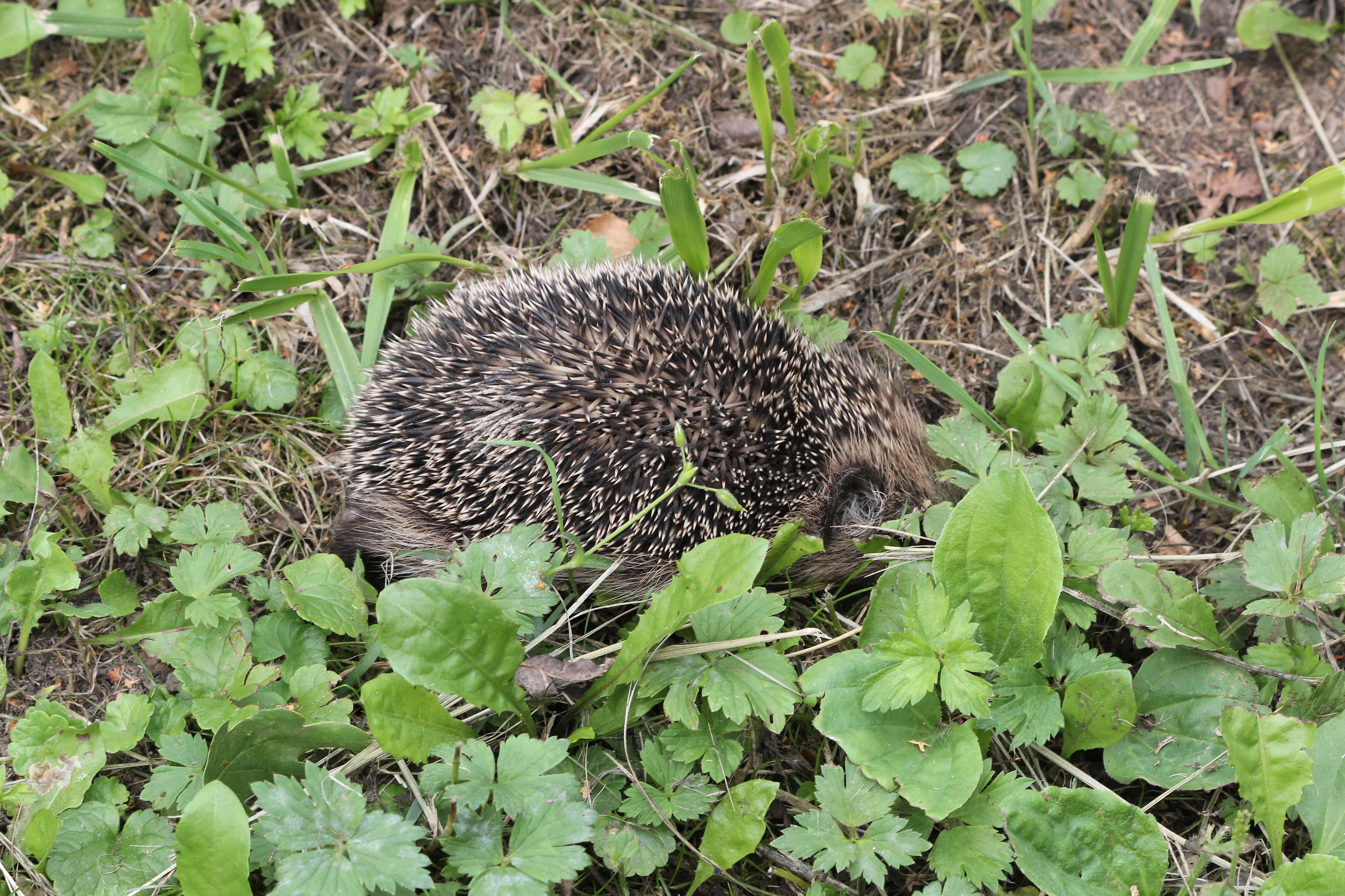 Image of Erinaceus Linnaeus 1758