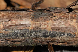 Image of Six-toothed spruce bark beetle