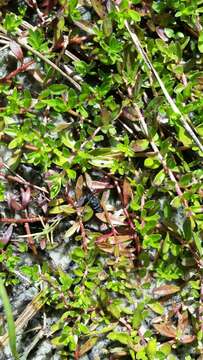 Image of Pond Primrose-Willow