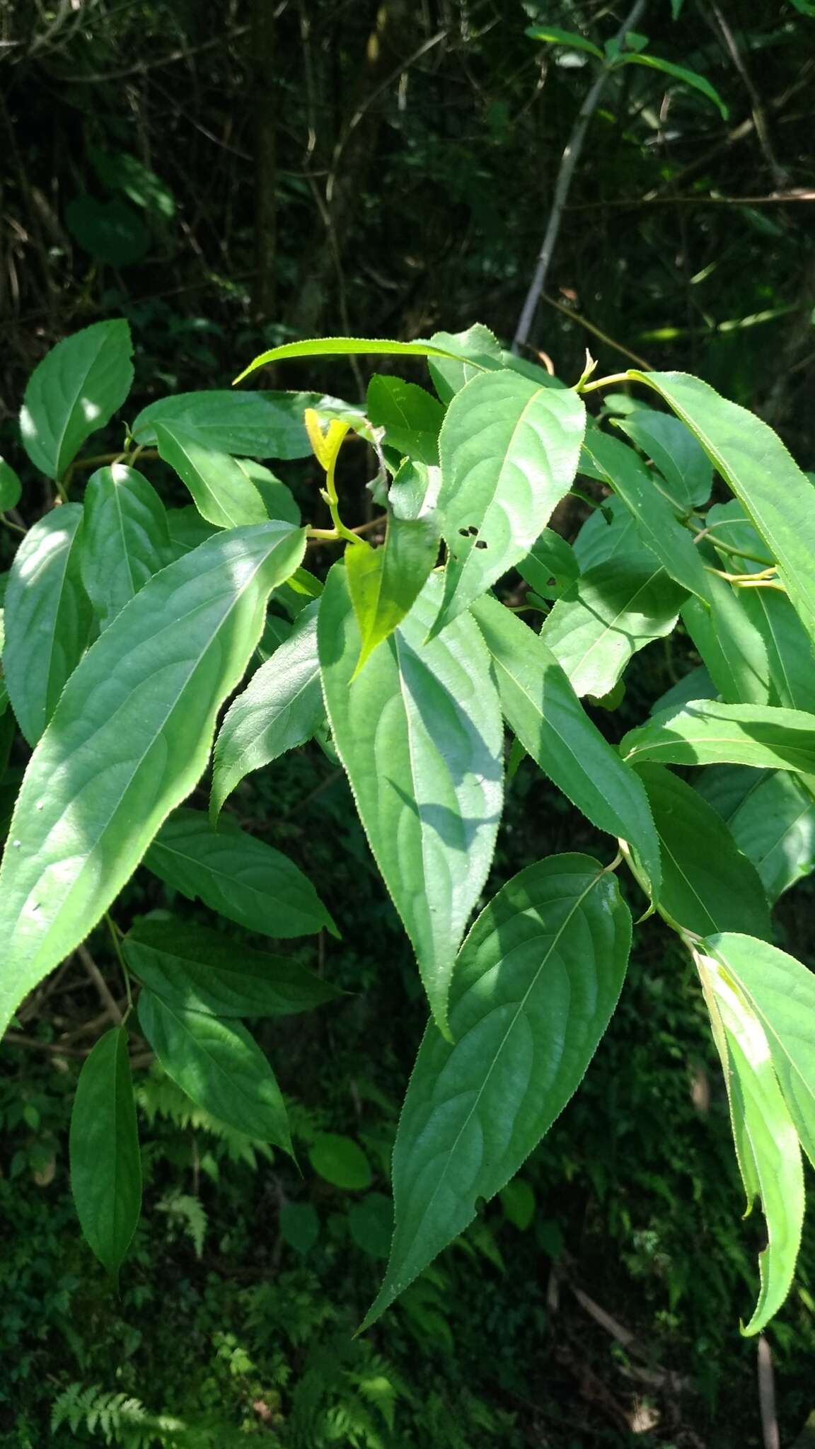 Image of Stachyurus himalaicus Hook. fil. & Thoms. ex Benth.