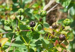 Image of Euphorbia paniculata Desf.