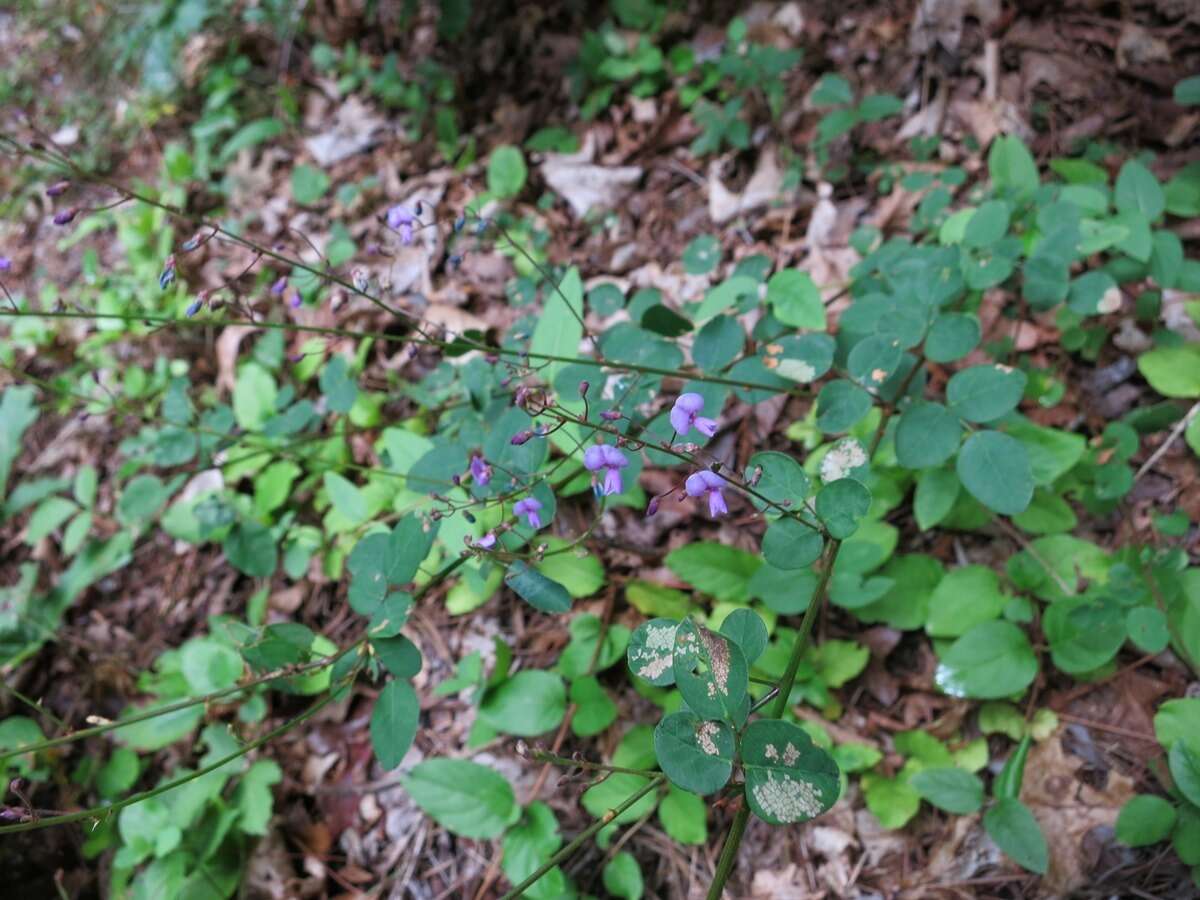 Imagem de Desmodium marilandicum Darl.