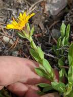 Image of Lyall's goldenweed