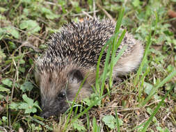 Image of Erinaceus Linnaeus 1758