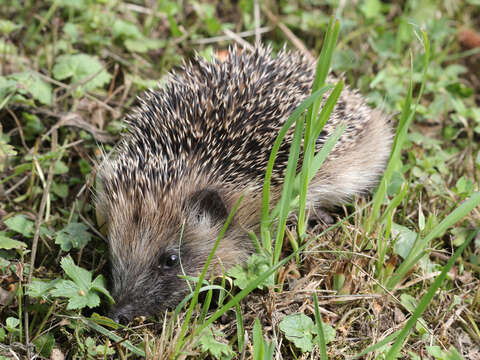 Image of Erinaceus Linnaeus 1758