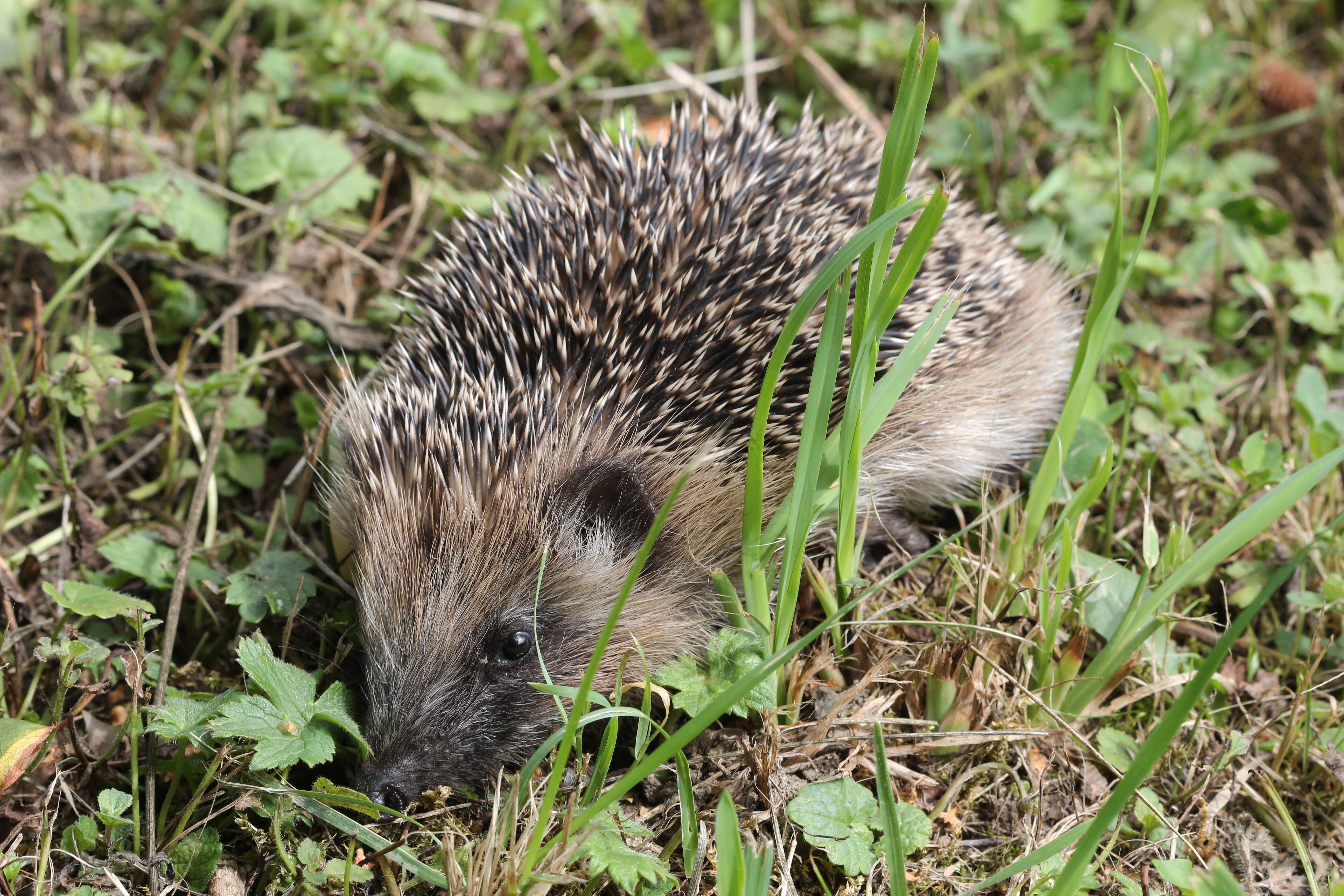 Image of Erinaceus Linnaeus 1758